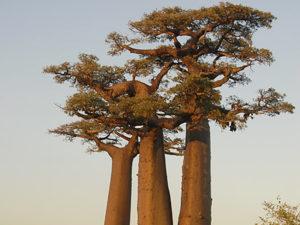 Lire la suite à propos de l’article Des boîtes de gâteaux pour Madagascar