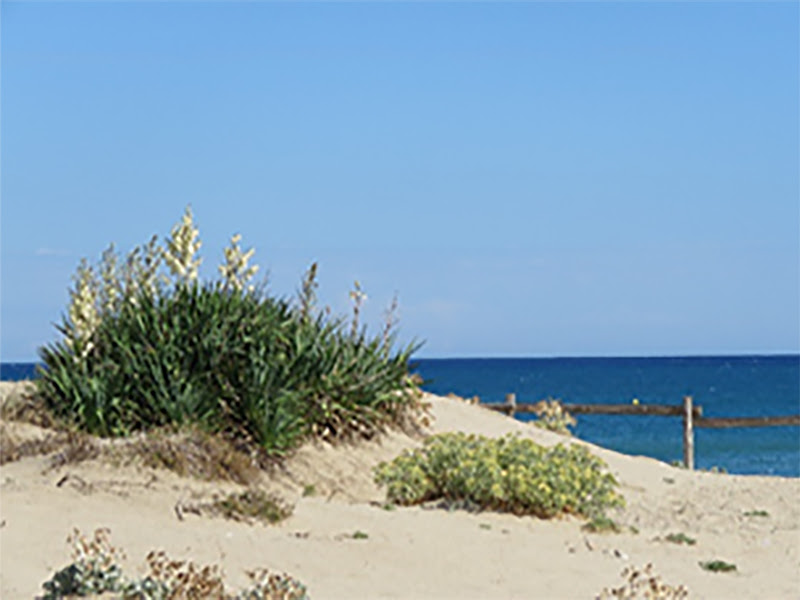 Lire la suite à propos de l’article Les 23e Rencontres nationales de pétanque à Port-Barcarès