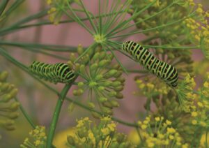 Chenilles du papillon Machaon